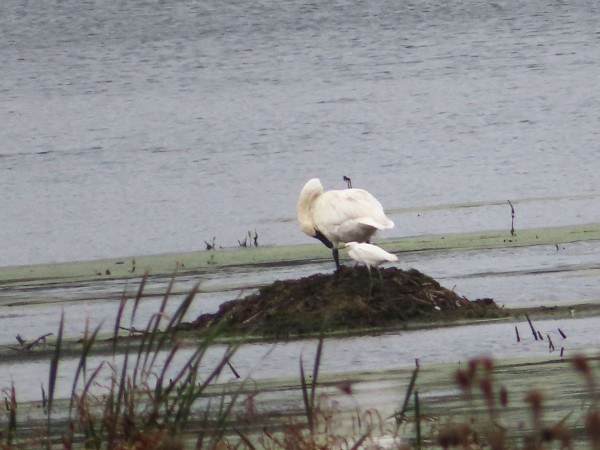 Snowy Egret & Trumpeter Swan
