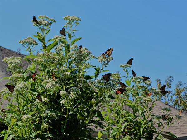 Monarch Butterflies