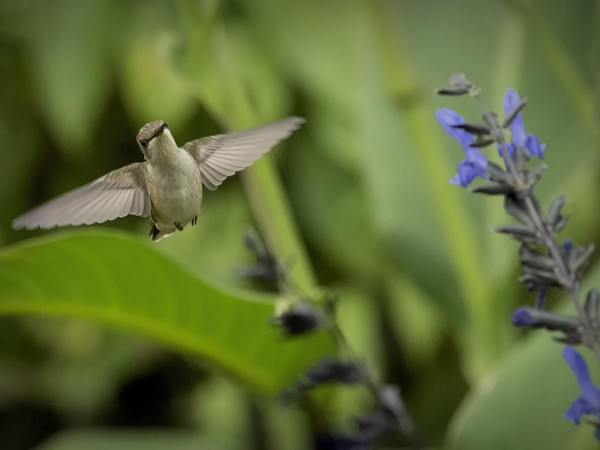 Ruby-throated Hummingbird