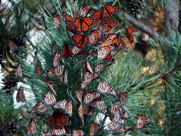roosting monarchs at Cape May