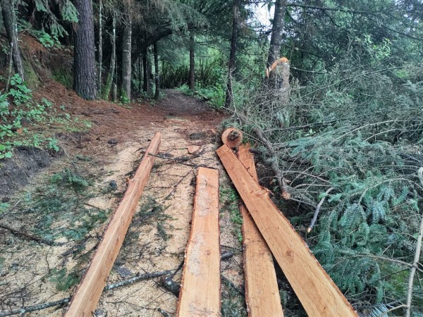 illegal logging at Cerro Pelon