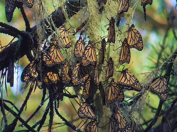 Cluster of monarchs 