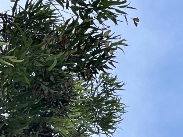 Monarch roost 