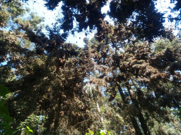 Monarchs at Sierra Chincua