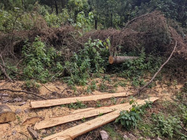 Deforestation at Cerro Pelon