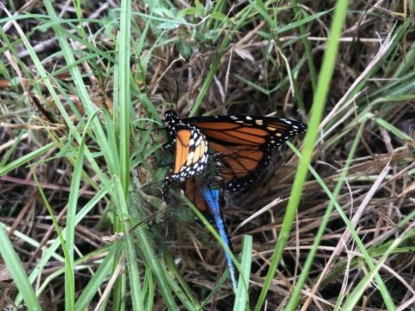 Monarch Predated by Common Green Darner