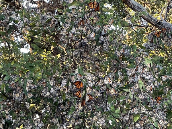 Monarch roost