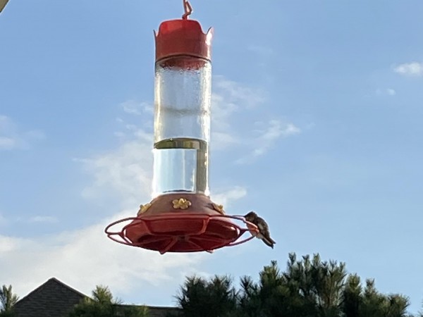 Hummingbird at feeder