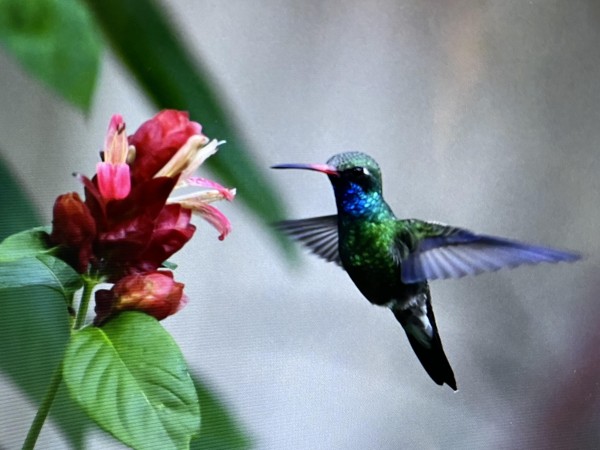 Broad-billed Hummingbird