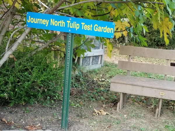 Tulip Test Garden
