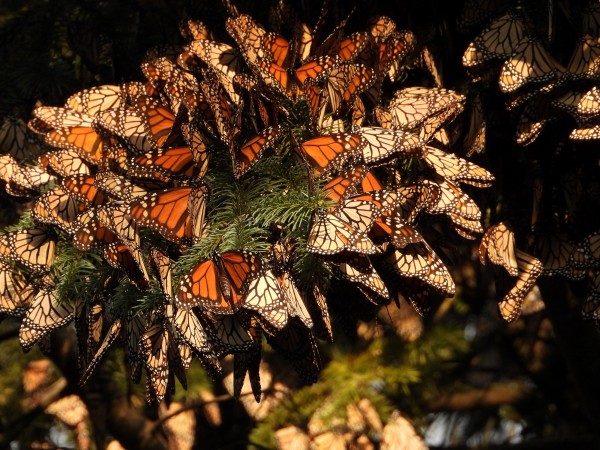 Clusters of monarchs at Cerro Pelon