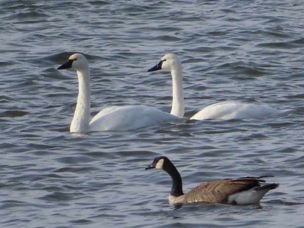 Tundra Swans and Canada Goose