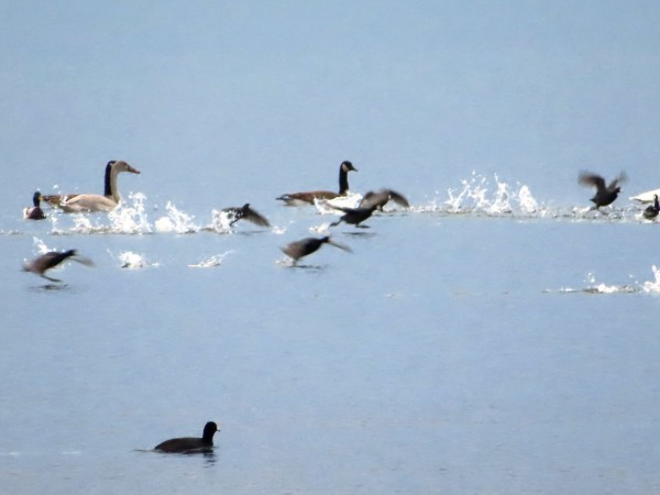 Tundra Swans and American Coots
