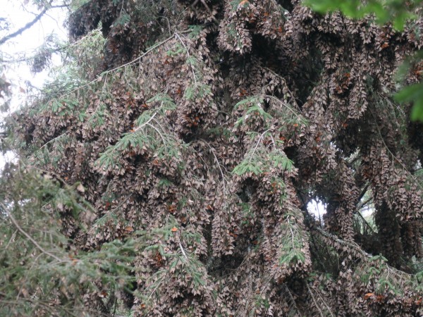 dense clusters of monarchs