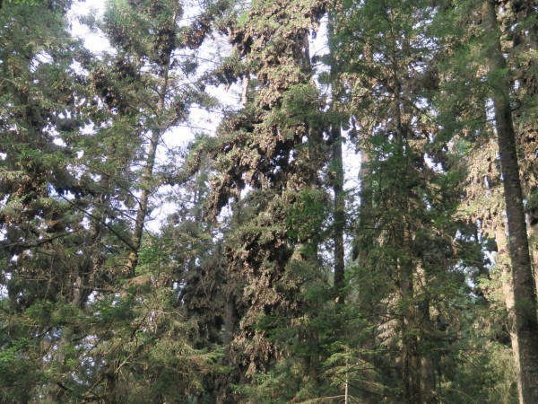 Monarchs at El Rosario Sanctuary