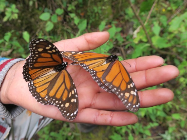 Deceased monarchs 