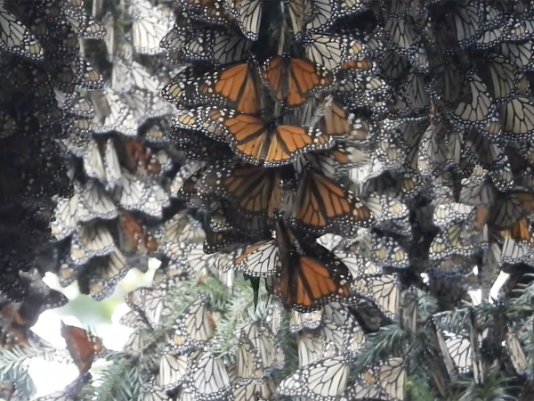 overwintering monarchs 