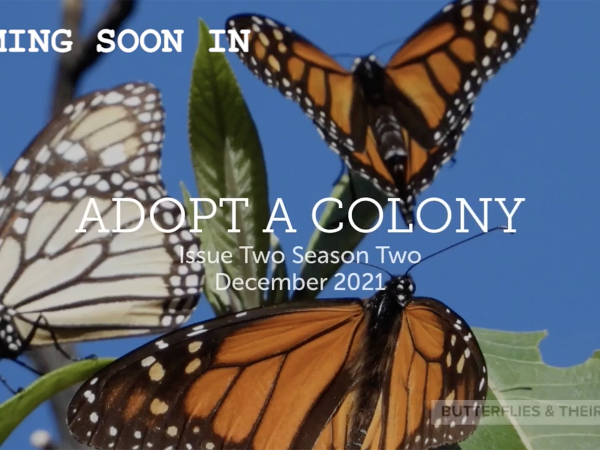 Adopt a Colony video screenshot