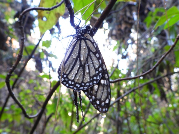 Monarch Butterfly at Cerro Pelon Sanctuary
