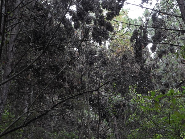 Clusters of monarchs at Cerro Pelon Sanctuary