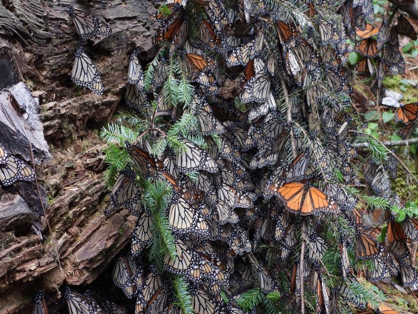 Cluster of monarchs on a fallen oyamel branch