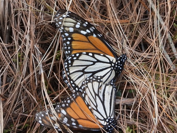 Mating monarchs at Cerro Pelon Sanctuary
