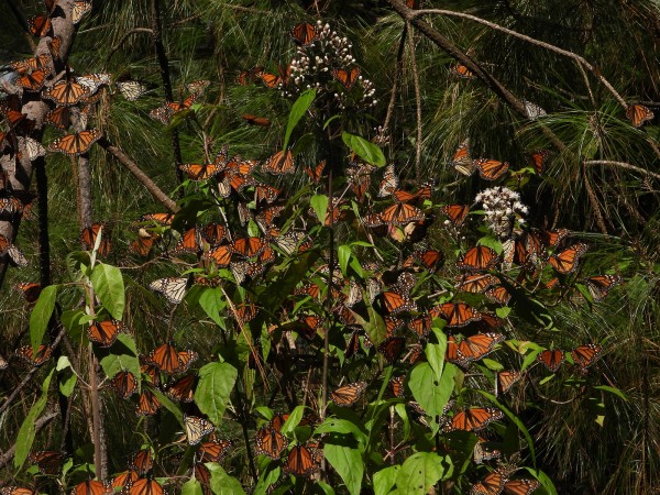 Monarchs warming in the sun at Cerro Pelon Sanctuary