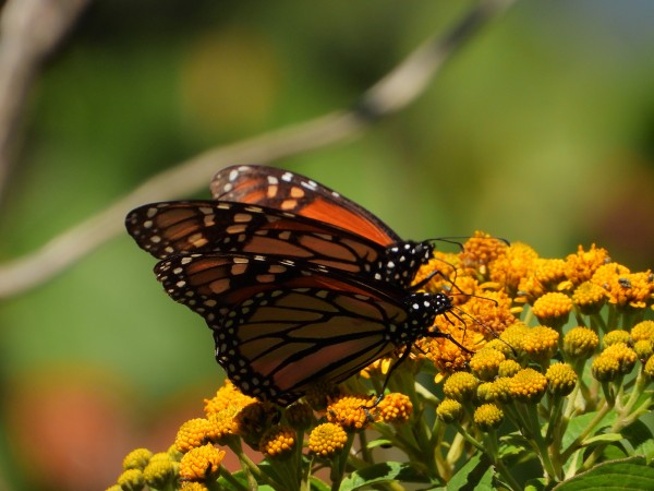 Monarchs nectaring in Cerro Pelon Sanctuary