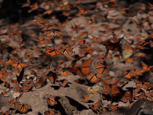 Monarchs looking for dew in Cerro Pelon Sanctuary