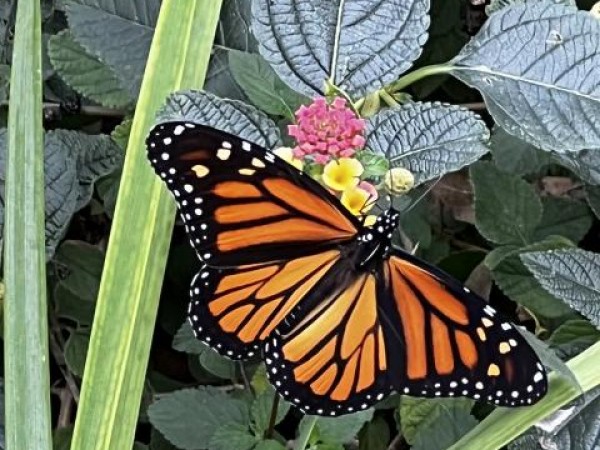 monarchs nectaring 