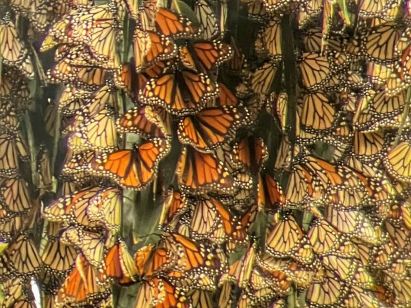 Dense clusters of monarchs at Pismo Beach, CA