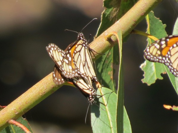 Monarchs mating at Pacific Grove Sanctuary