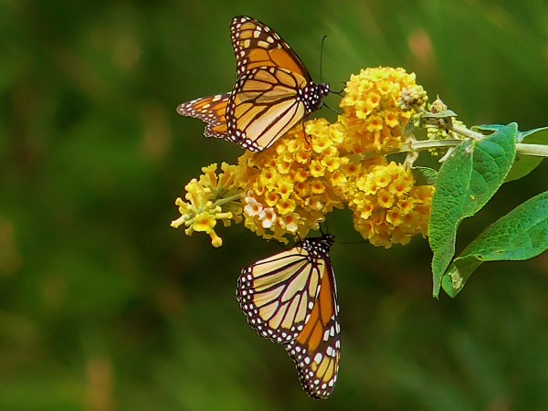 Monarchs nectaring at Pacific Grove Sanctuary