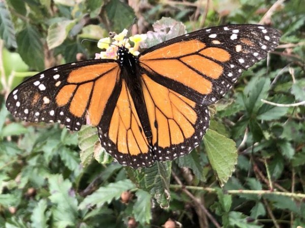Adult male monarch