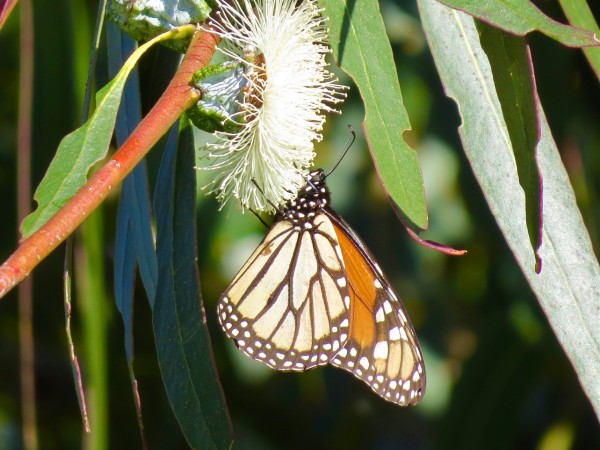 Nectaring monarchs in Santa Cruz, CA