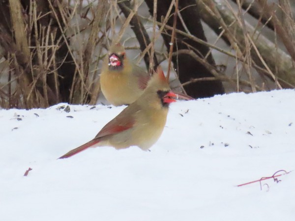 Female Northern Cardinals
