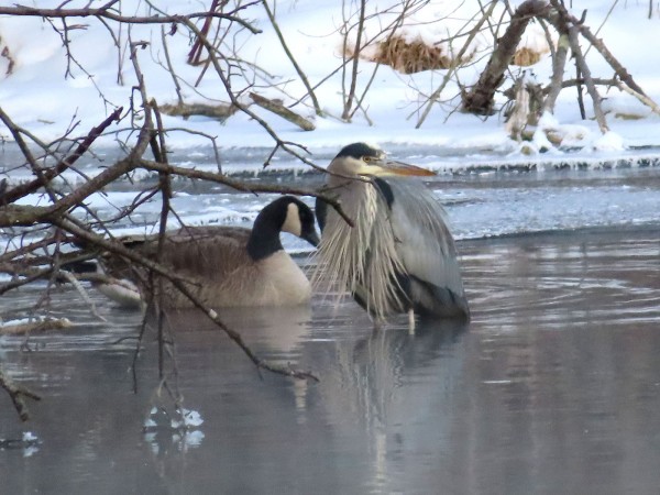 Great Blue Heron and Canada Goose