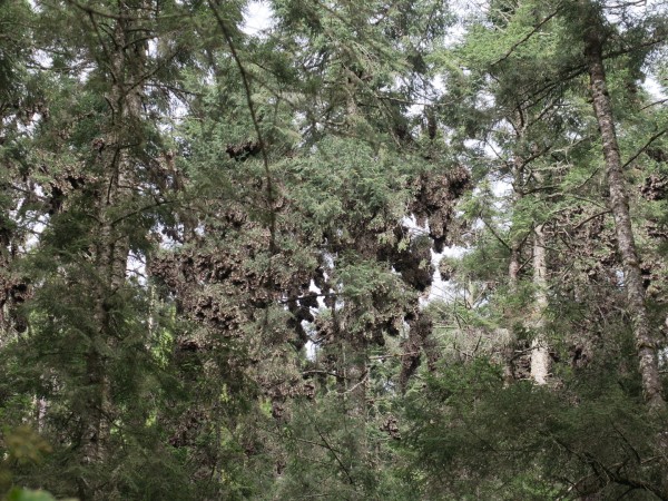 Cluster of monarchs at Sierra Chinca Sanctuary