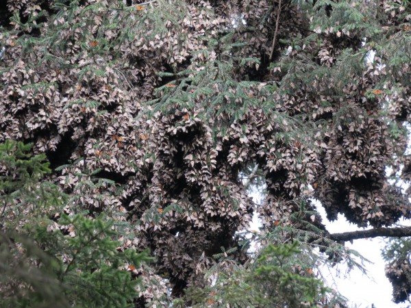 Clusters of monarchs at El Rosario Sanctuary