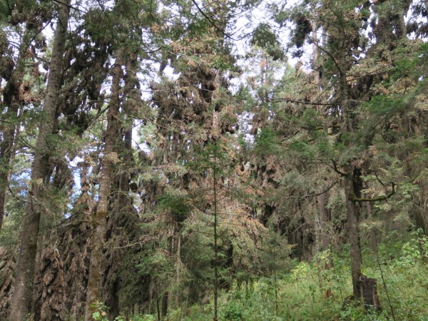 Clusters of monarchs on oyamel fir trees in Mexico