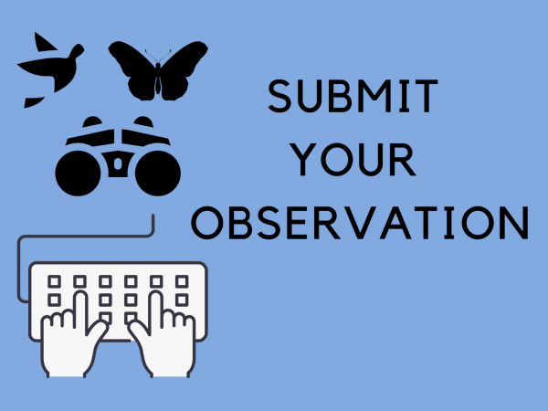 submit your observation