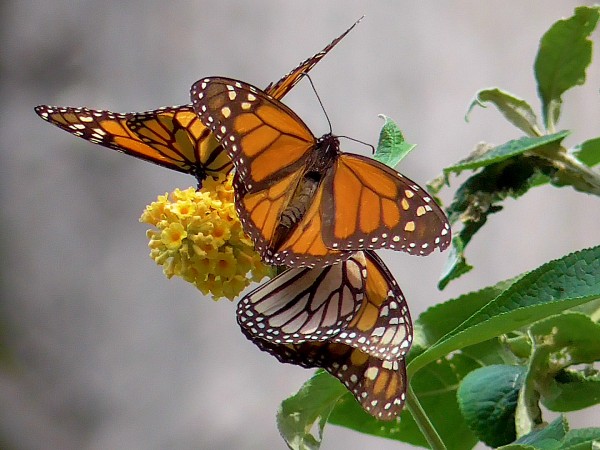 monarch butterflies in Santa Cruz, CA
