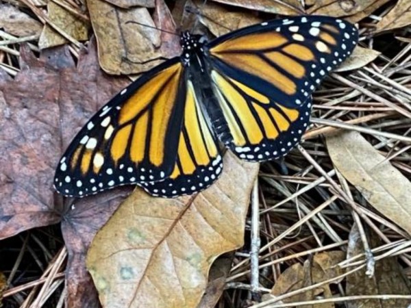 adult monarch in Florida