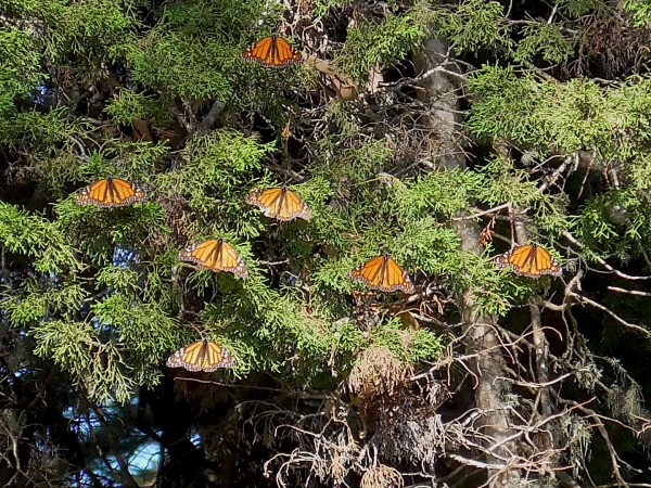 Monarchs basking in the sun