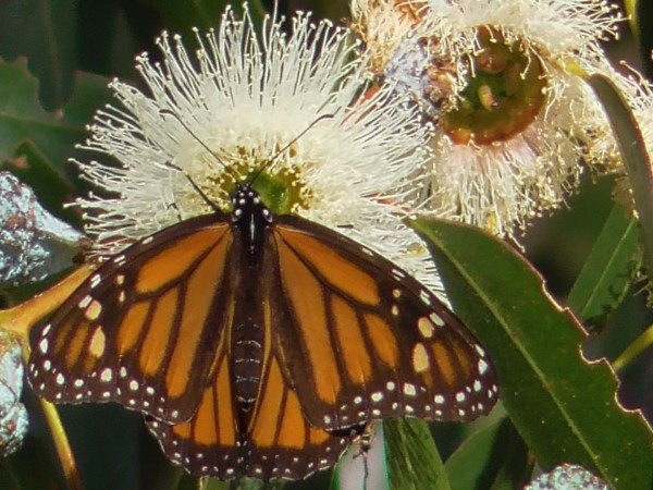 Monarch nectaring in Santa Cruz, CA