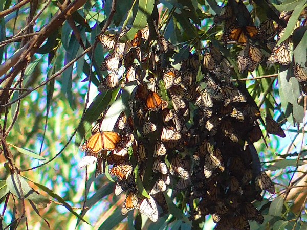 Cluster of monarchs in Santa Cruz, CA
