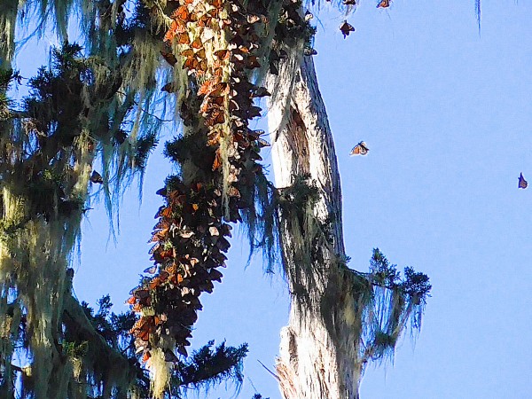 Western monarchs overwintering in Pacific Grove Monarch Sanctuary