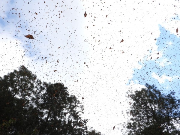 Monarchs flying at Cerro Pelon Sanctuary, Mexico
