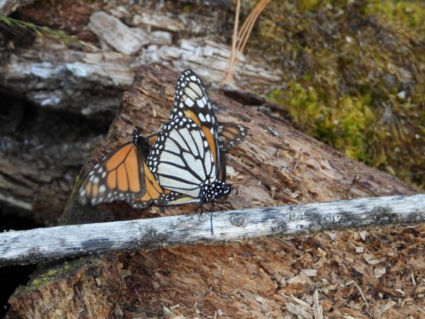 Mating monarchs at Cerro Pelon Sanctuary, Mexico