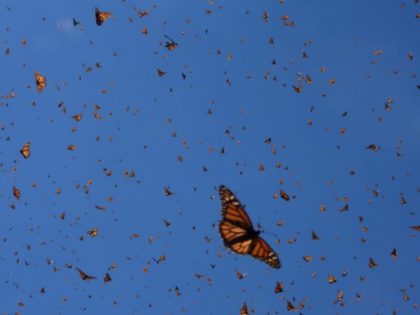 Overwintering monarchs at Cerro Pelon Sanctuary, Mexico